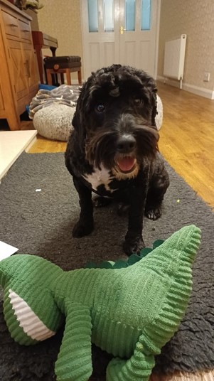 Sirius Gilroy - a gorgeous black dog with white on his chest who has curly fur and a wide smile. He is standing with his green dinosaur toy.